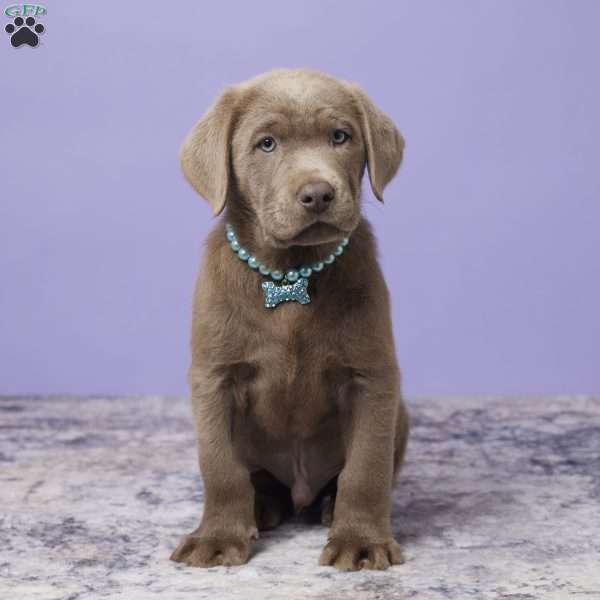 Dallas, Silver Labrador Retriever Puppy